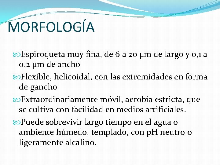 MORFOLOGÍA Espiroqueta muy fina, de 6 a 20 µm de largo y 0, 1