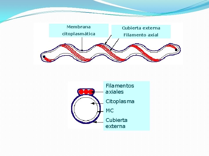 Membrana Cubierta externa citoplasmática Filamento axial Filamentos axiales Citoplasma MC Cubierta externa 