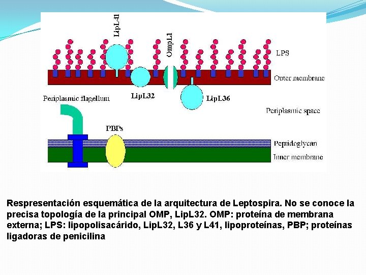 Respresentación esquemática de la arquitectura de Leptospira. No se conoce la precisa topología de