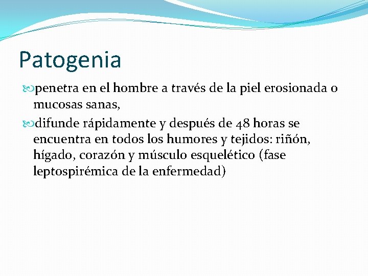 Patogenia penetra en el hombre a través de la piel erosionada o mucosas sanas,