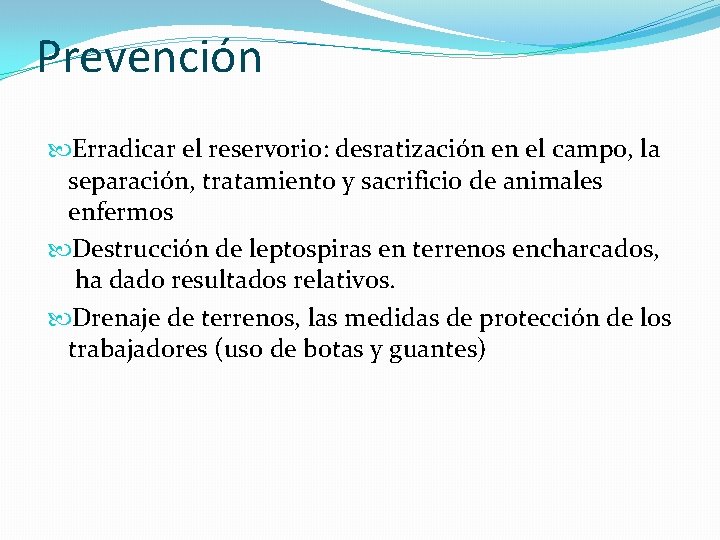 Prevención Erradicar el reservorio: desratización en el campo, la separación, tratamiento y sacrificio de