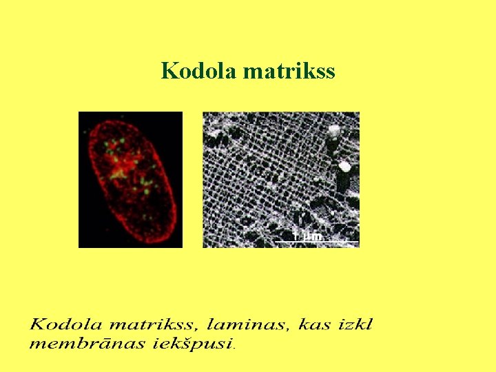 Kodola matrikss 