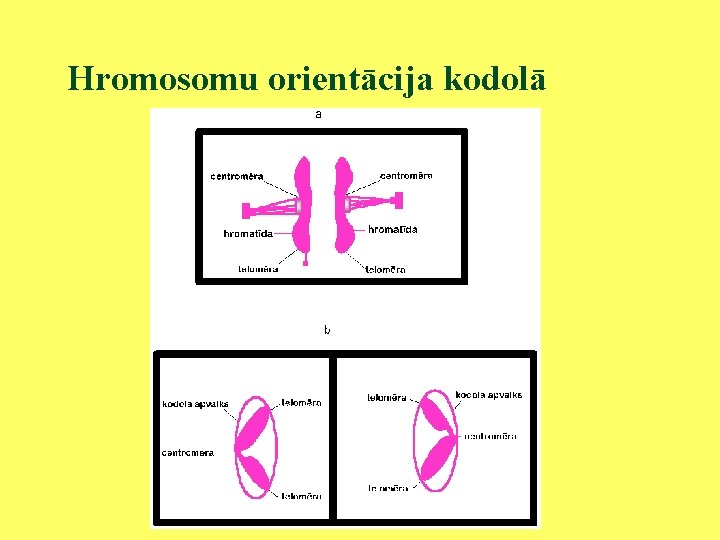 Hromosomu orientācija kodolā 