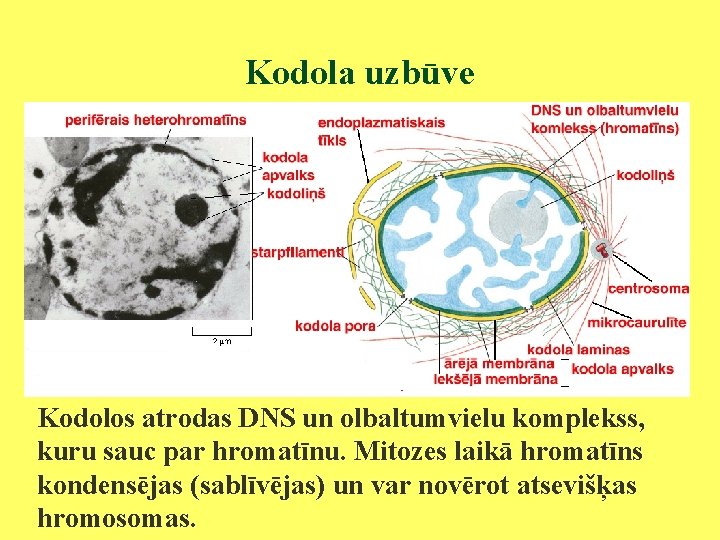 Kodola uzbūve Kodolos atrodas DNS un olbaltumvielu komplekss, kuru sauc par hromatīnu. Mitozes laikā