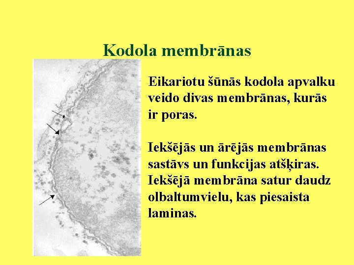 Kodola membrānas Eikariotu šūnās kodola apvalku veido divas membrānas, kurās ir poras. Iekšējās un