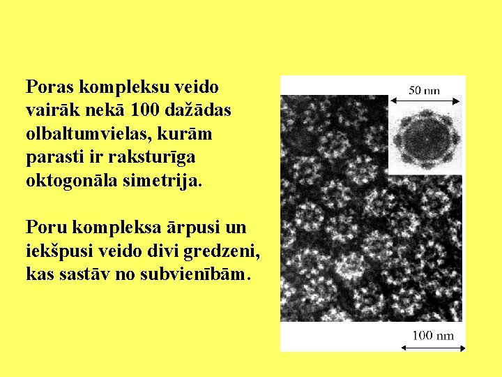 Poras kompleksu veido vairāk nekā 100 dažādas olbaltumvielas, kurām parasti ir raksturīga oktogonāla simetrija.