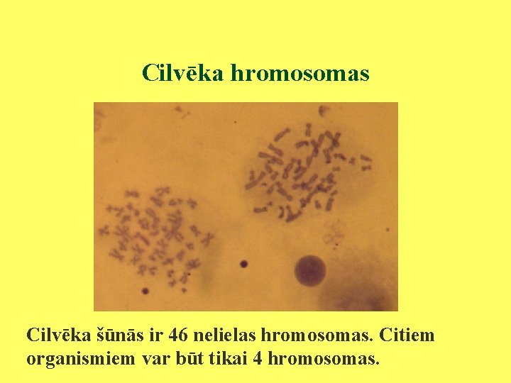 Cilvēka hromosomas Cilvēka šūnās ir 46 nelielas hromosomas. Citiem organismiem var būt tikai 4