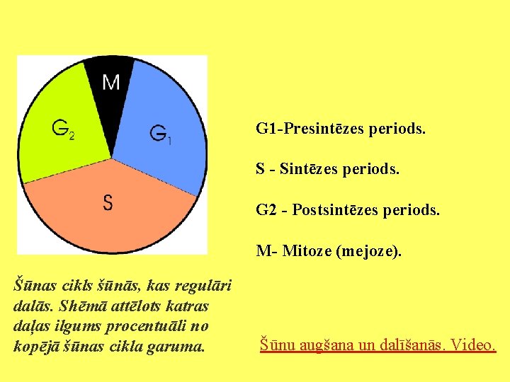 G 1 -Presintēzes periods. S - Sintēzes periods. G 2 - Postsintēzes periods. M-