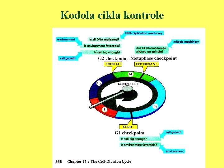 Kodola cikla kontrole 