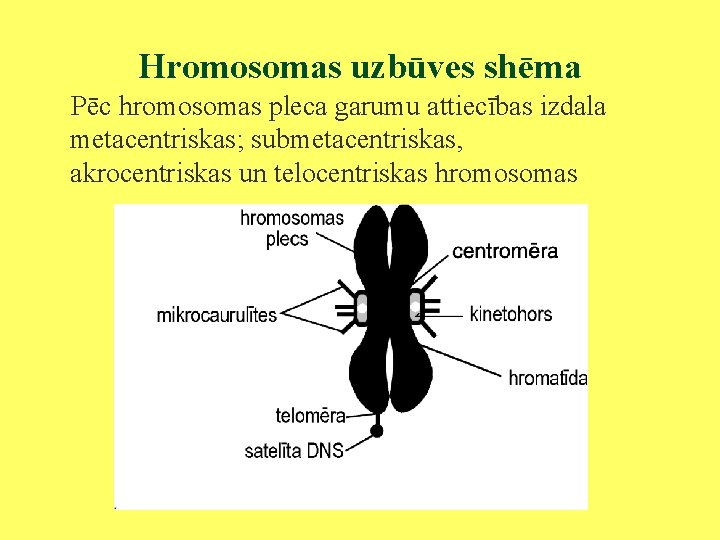 Hromosomas uzbūves shēma Pēc hromosomas pleca garumu attiecības izdala metacentriskas; submetacentriskas, akrocentriskas un telocentriskas