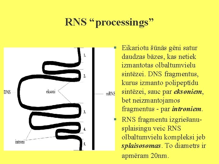 RNS “processings” § Eikariotu šūnās gēni satur daudzas bāzes, kas netiek izmantotas olbaltumvielu sintēzei.