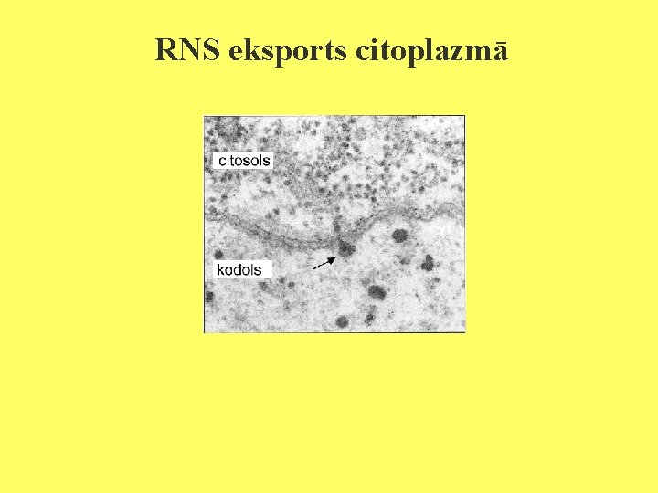 RNS eksports citoplazmā 