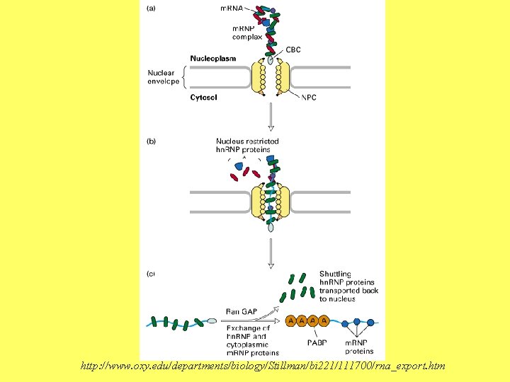 http: //www. oxy. edu/departments/biology/Stillman/bi 221/111700/rna_export. htm 