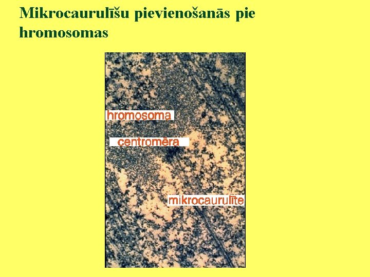 Mikrocaurulīšu pievienošanās pie hromosomas 