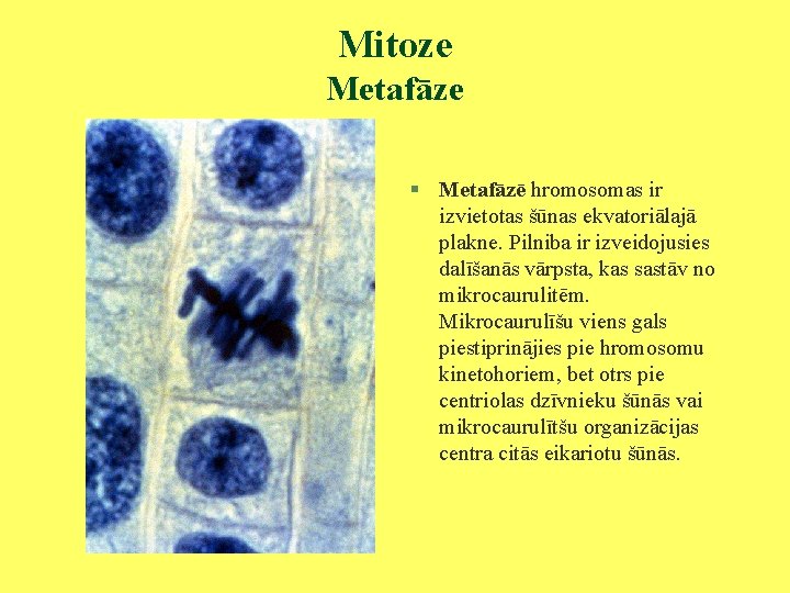 Mitoze Metafāze § Metafāzē hromosomas ir izvietotas šūnas ekvatoriālajā plakne. Pilniba ir izveidojusies dalīšanās