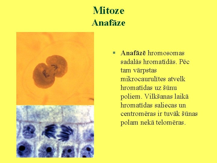 Mitoze Anafāze § Anafāzē hromosomas sadalās hromatīdās. Pēc tam vārpstas mikrocaurulītes atvelk hromatīdas uz