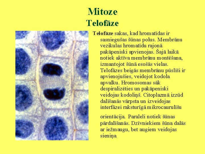 Mitoze Telofāze sakas, kad hromatīdas ir sasniegušas šūnas polus. Membrānu vezikulas hromatīdu rajonā pakāpeniski