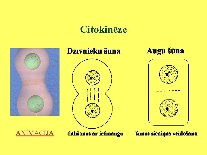 Citokinēze ANIMĀCIJA 