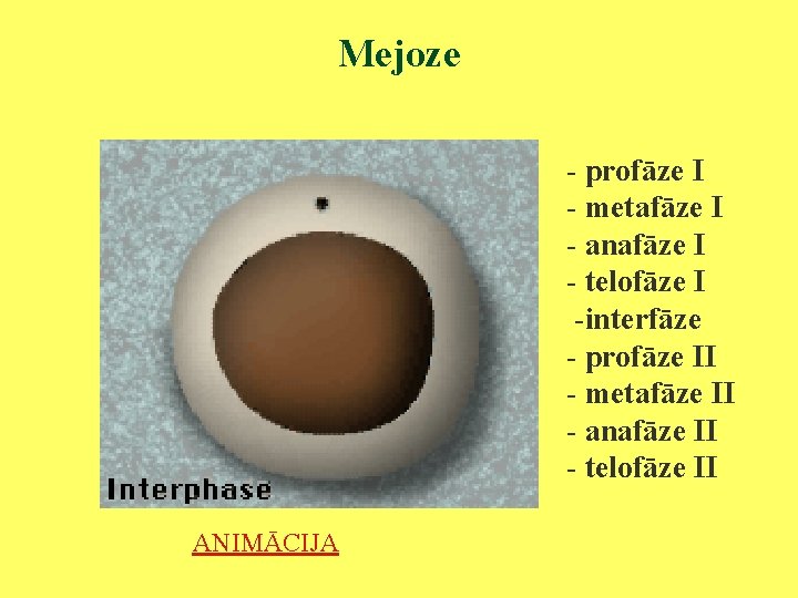 Mejoze - profāze I - metafāze I - anafāze I - telofāze I -interfāze