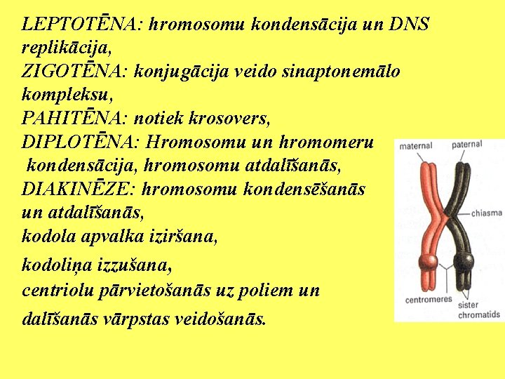 LEPTOTĒNA: hromosomu kondensācija un DNS replikācija, ZIGOTĒNA: konjugācija veido sinaptonemālo kompleksu, PAHITĒNA: notiek krosovers,