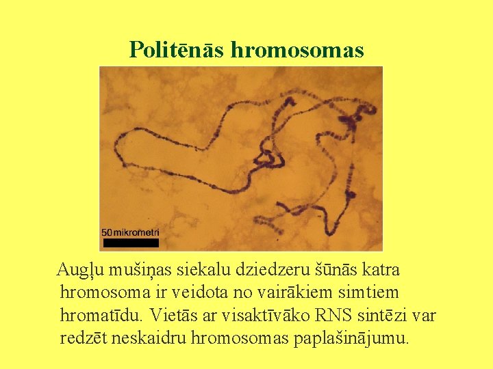 Politēnās hromosomas Augļu mušiņas siekalu dziedzeru šūnās katra hromosoma ir veidota no vairākiem simtiem