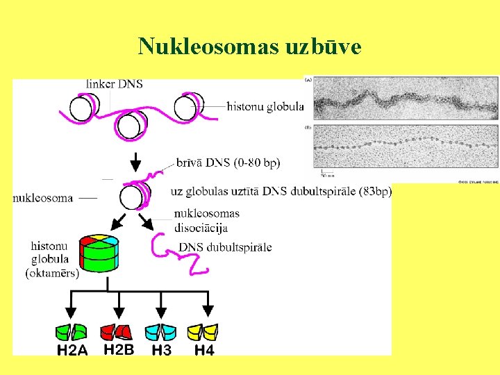 Nukleosomas uzbūve 