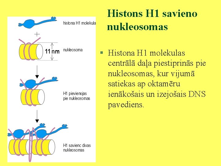 Histons H 1 savieno nukleosomas § Histona H 1 molekulas centrālā daļa piestiprinās pie