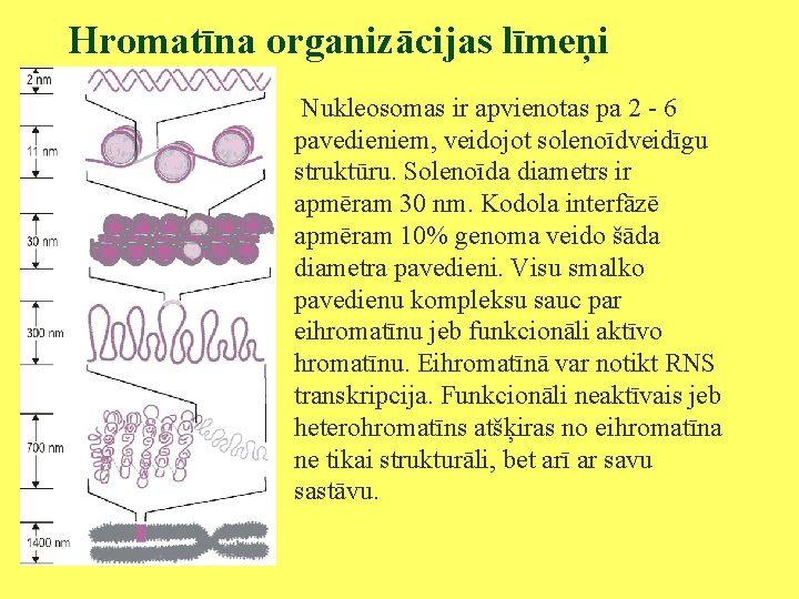 Hromatīna organizācijas līmeņi Nukleosomas ir apvienotas pa 2 - 6 pavedieniem, veidojot solenoīdveidīgu struktūru.