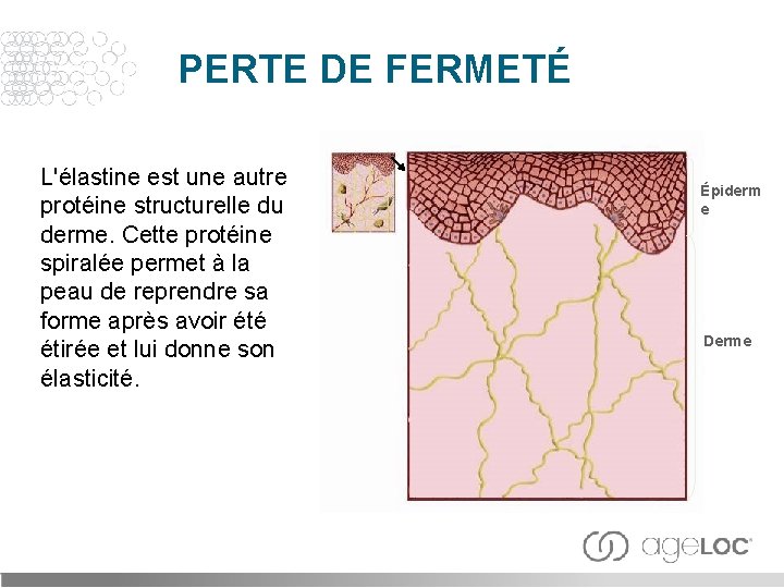 PERTE DE FERMETÉ L'élastine est une autre protéine structurelle du derme. Cette protéine spiralée