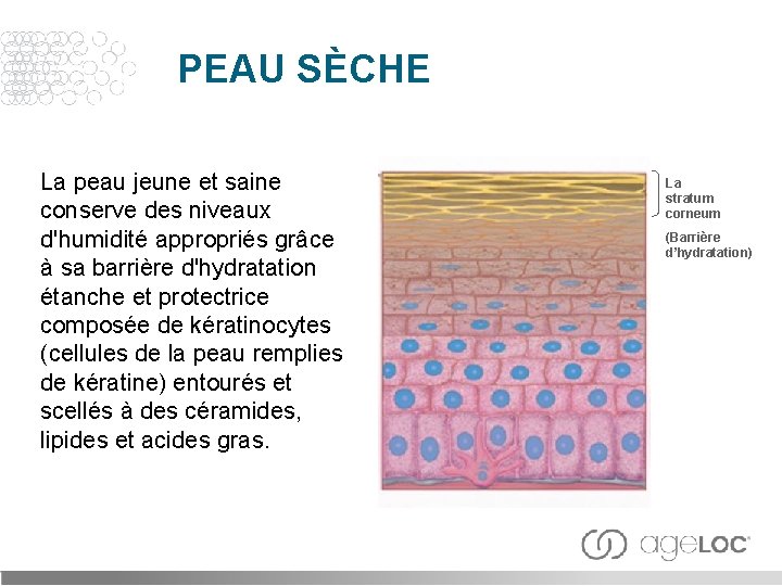 PEAU SÈCHE La peau jeune et saine conserve des niveaux d'humidité appropriés grâce à