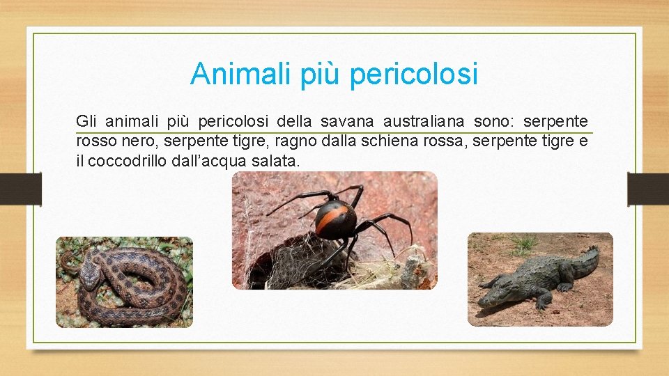 Animali più pericolosi Gli animali più pericolosi della savana australiana sono: serpente rosso nero,