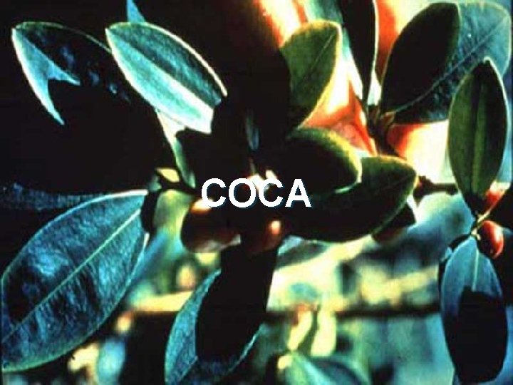 COCA 