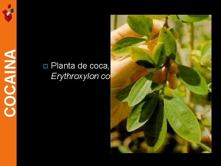 COCAINA p Planta de coca, Erythroxylon coca 