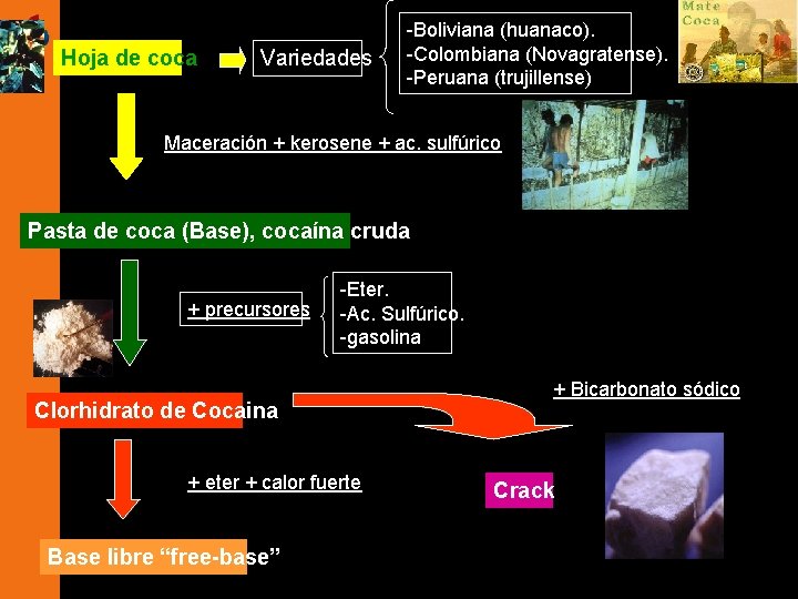 Hoja de coca Variedades -Boliviana (huanaco). -Colombiana (Novagratense). -Peruana (trujillense) Maceración + kerosene +