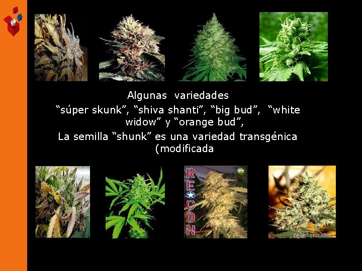 Algunas variedades “súper skunk”, “shiva shanti”, “big bud”, “white widow” y “orange bud”, La