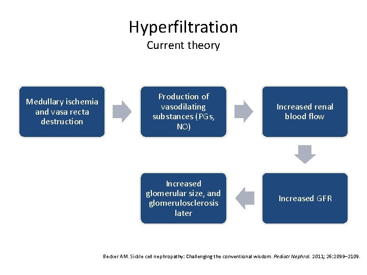 Hyperfiltration Current theory Medullary ischemia and vasa recta destruction Production of vasodilating substances (PGs,