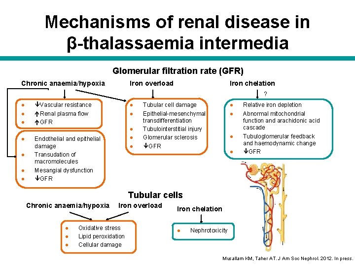 Mechanisms of renal disease in β-thalassaemia intermedia Glomerular filtration rate (GFR) Chronic anaemia/hypoxia Iron