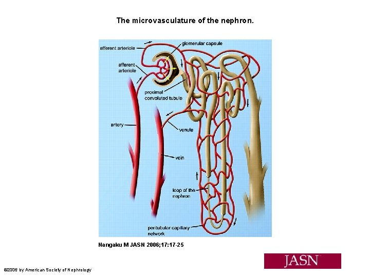 The microvasculature of the nephron. Nangaku M JASN 2006; 17: 17 -25 © 2006