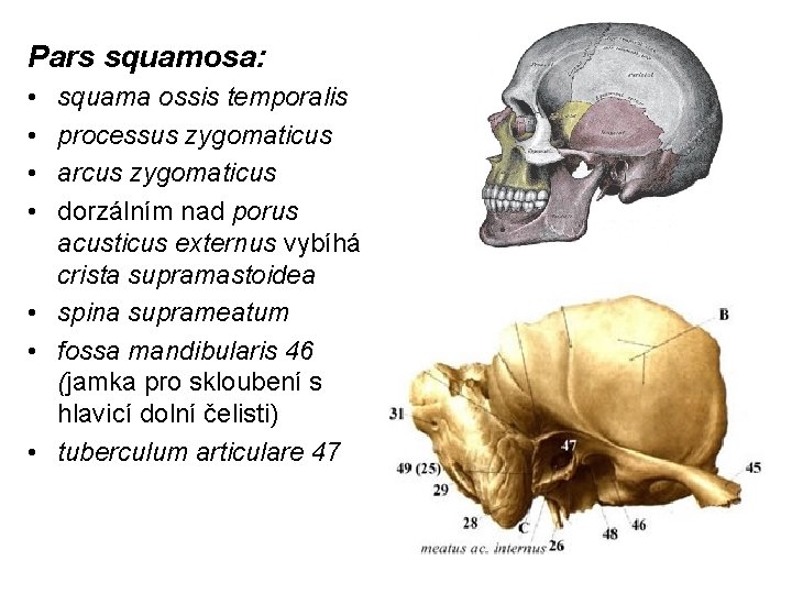 Pars squamosa: • • squama ossis temporalis processus zygomaticus arcus zygomaticus dorzálním nad porus