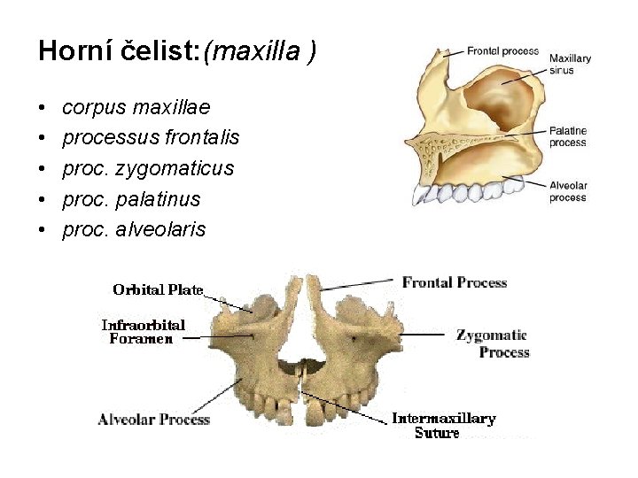 Horní čelist: (maxilla ) • • • corpus maxillae processus frontalis proc. zygomaticus proc.