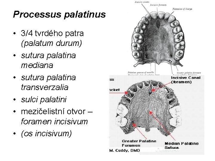 Processus palatinus • 3/4 tvrdého patra (palatum durum) • sutura palatina mediana • sutura