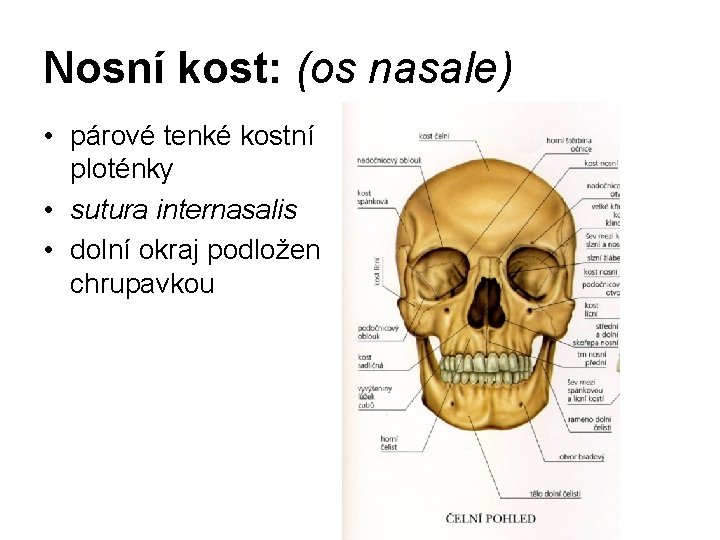 Nosní kost: (os nasale) • párové tenké kostní ploténky • sutura internasalis • dolní