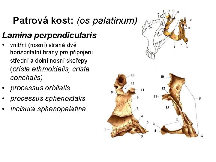 Patrová kost: (os palatinum) Lamina perpendicularis • vnitřní (nosní) straně dvě horizontální hrany pro