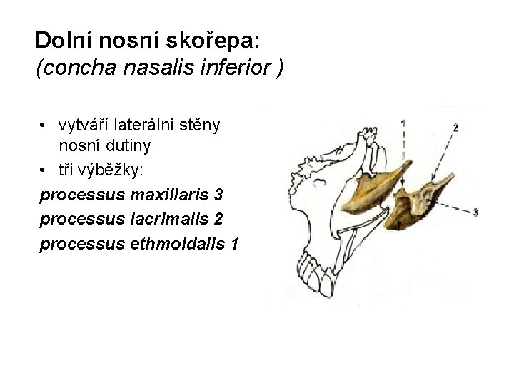 Dolní nosní skořepa: (concha nasalis inferior ) • vytváří laterální stěny nosní dutiny •