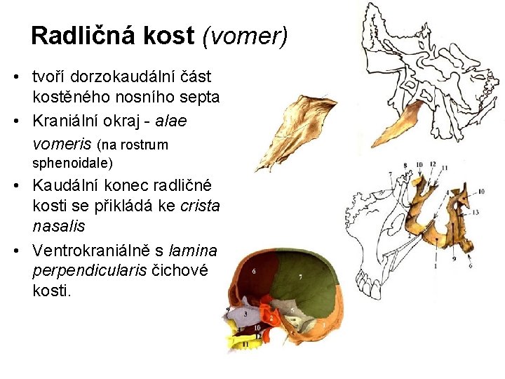 Radličná kost (vomer) • tvoří dorzokaudální část kostěného nosního septa • Kraniální okraj -