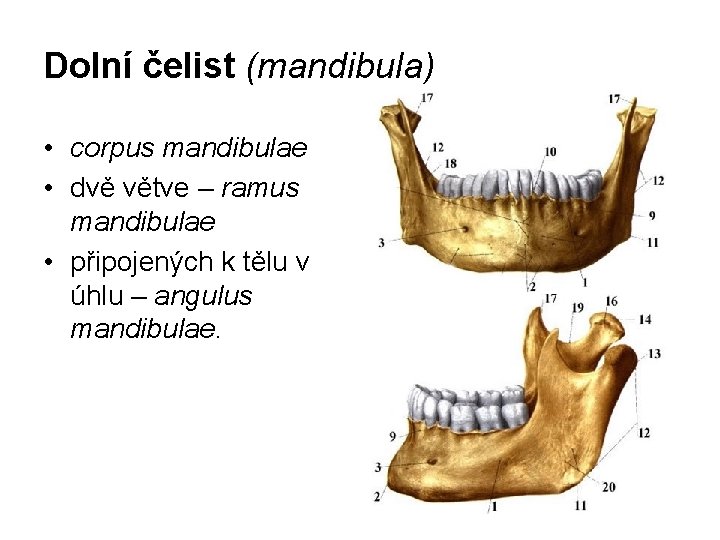 Dolní čelist (mandibula) • corpus mandibulae • dvě větve – ramus mandibulae • připojených
