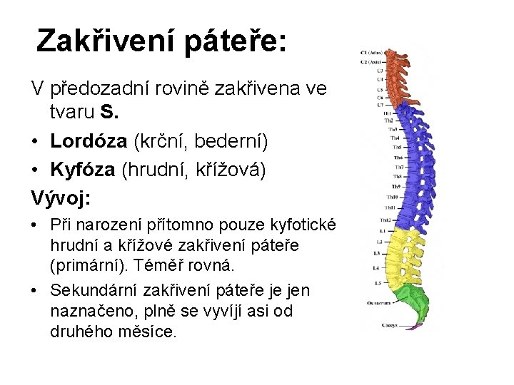 Zakřivení páteře: V předozadní rovině zakřivena ve tvaru S. • Lordóza (krční, bederní) •