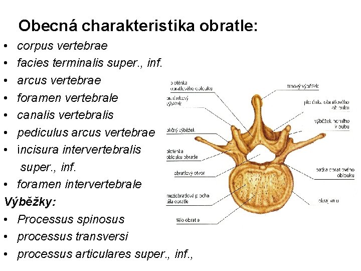 Obecná charakteristika obratle: • • corpus vertebrae facies terminalis super. , inf. arcus vertebrae
