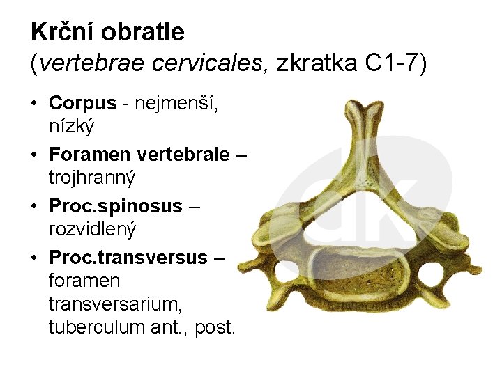 Krční obratle (vertebrae cervicales, zkratka C 1 -7) • Corpus - nejmenší, nízký •
