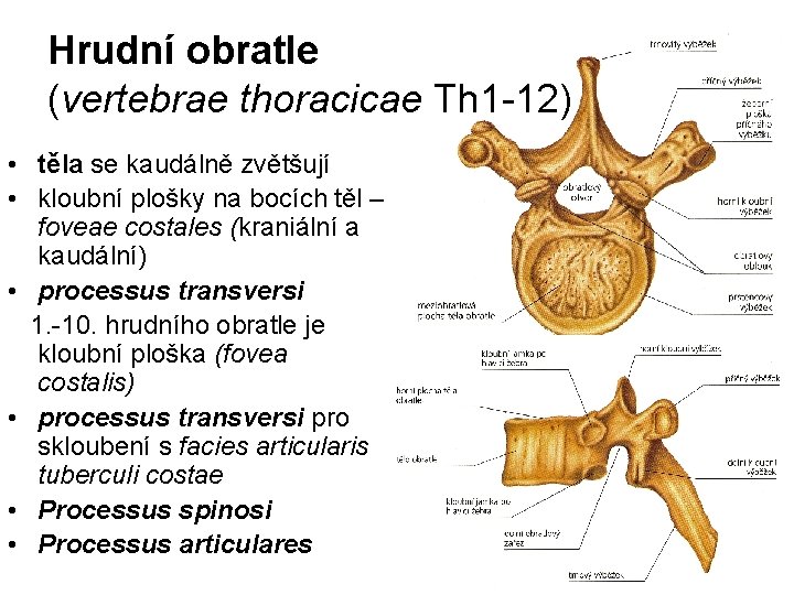 Hrudní obratle (vertebrae thoracicae Th 1 -12) • těla se kaudálně zvětšují • kloubní